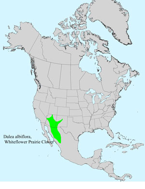 North America species range map for Whiteflower Prairie Clover, Dalea albiflora: